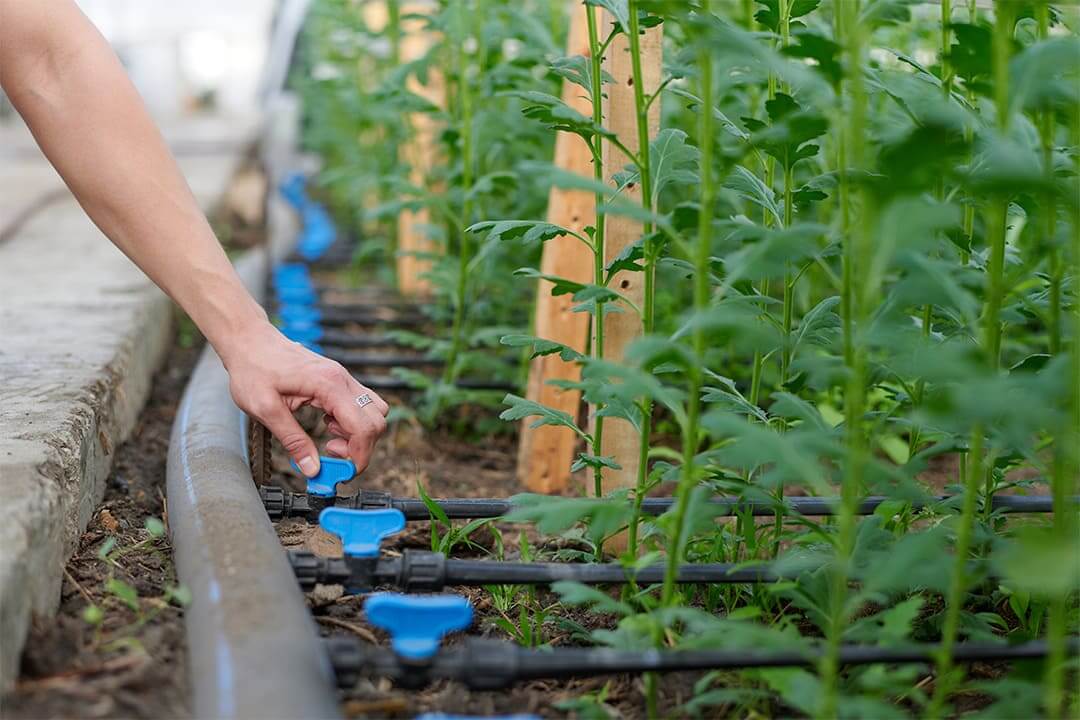 Cómo instalar un sistema de riego por goteo en tu jardín paso a paso